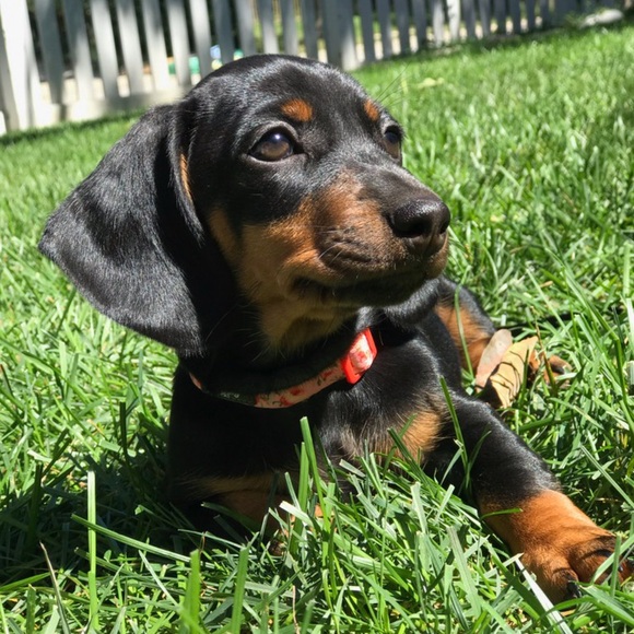 Meet your Posher, Lisa - Picture 2 of 3